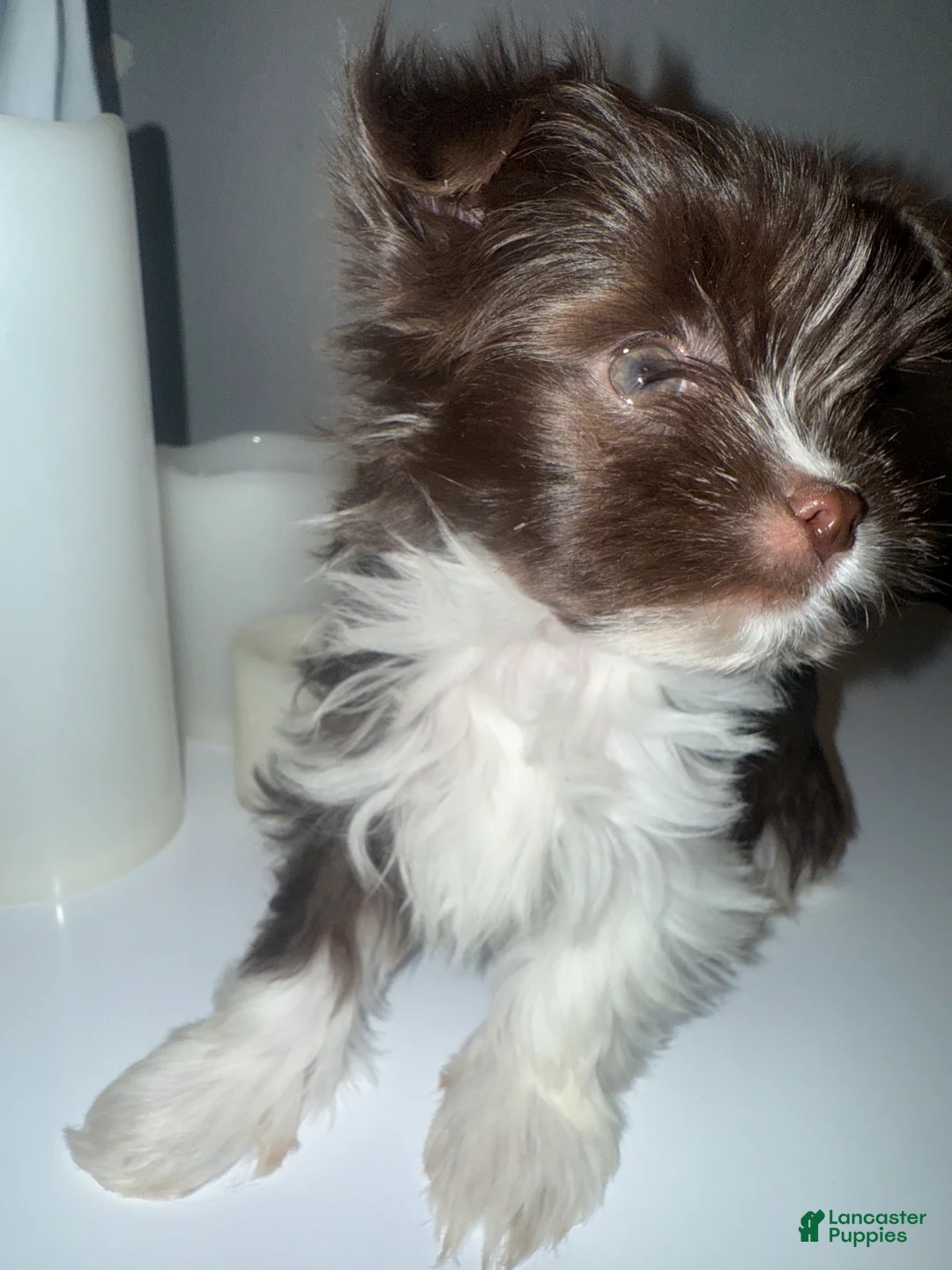 Yorkshire Terrier dogs for sale: Baby - Ad 2