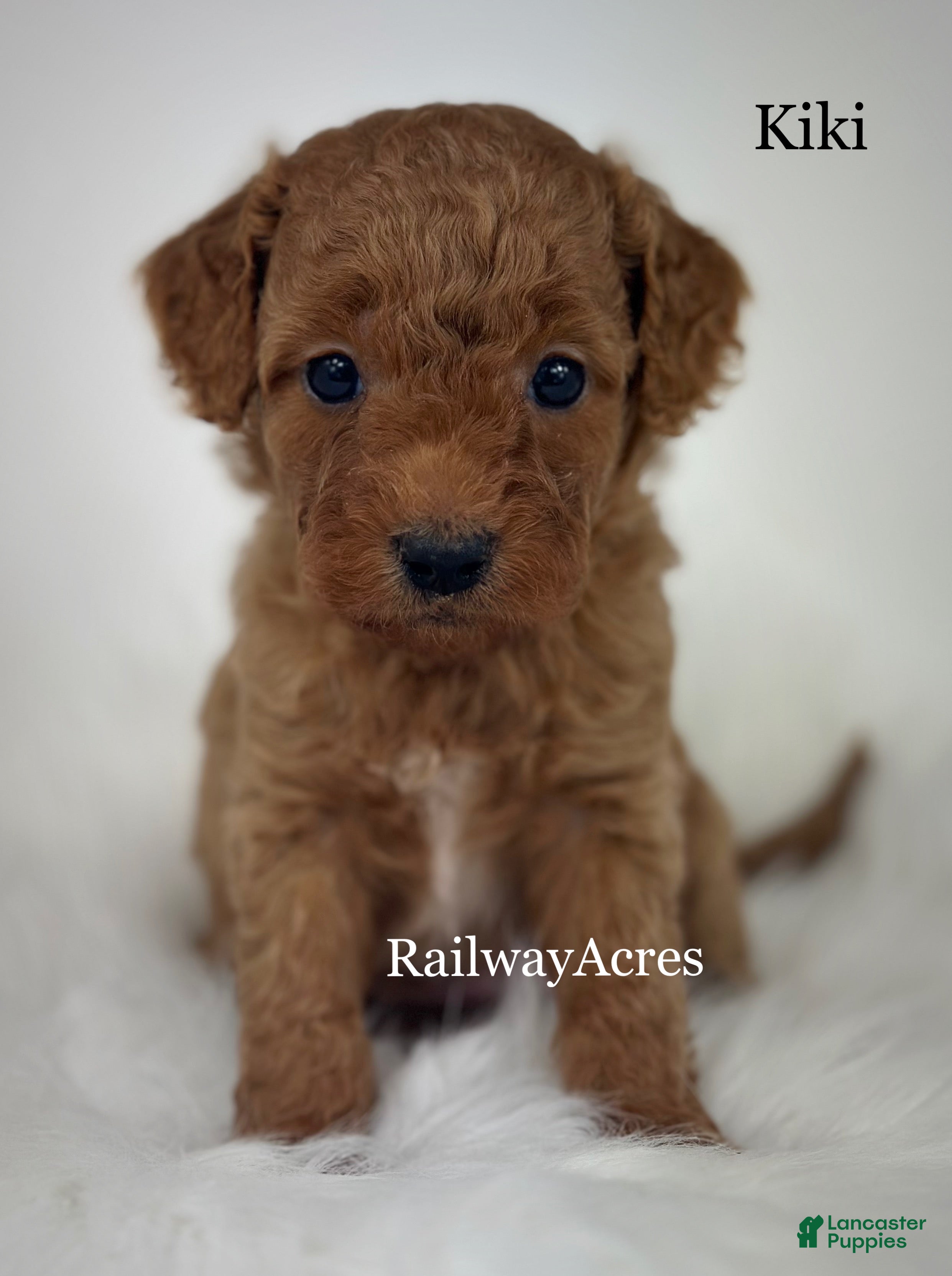 Goldendoodle dogs Kiki - Ad 37