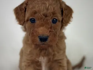 Goldendoodle dogs Kiki - Ad 37