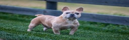 French Bulldog dogs for sale: Fern - Ad 8
