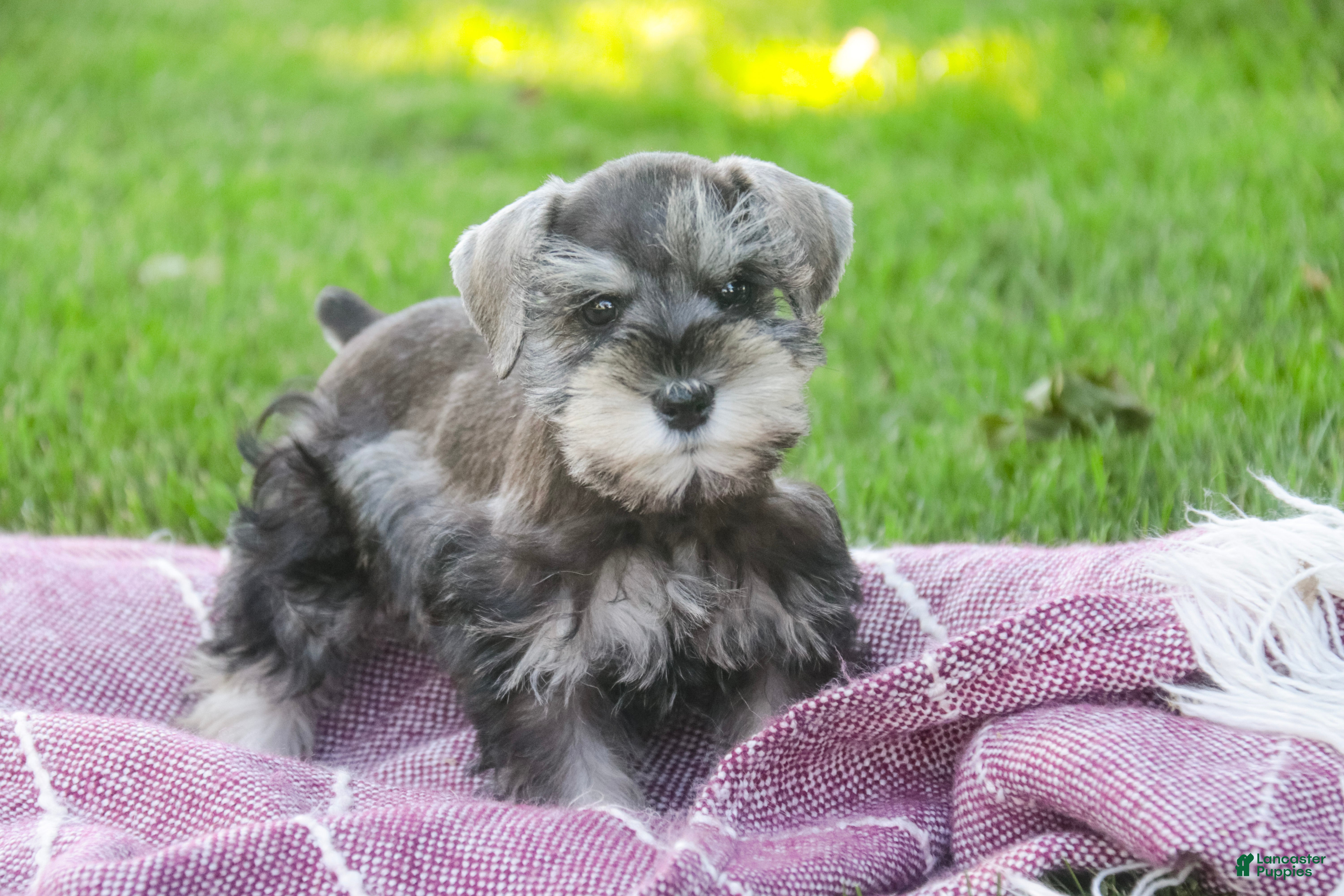 Miniature Schnauzer dogs Nancy Lynn - Ad 1
