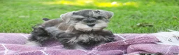 Miniature Schnauzer dogs for sale: Nancy Lynn - Ad 1