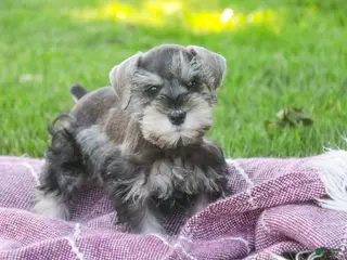 Miniature Schnauzer dogs for sale: Nancy Lynn - Ad 2