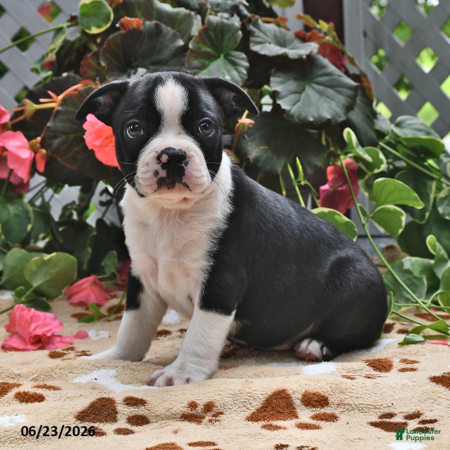 Boston Terrier dogs Leroy - Ad 1