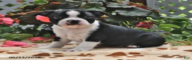 Leroy