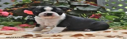 Boston Terrier dogs for sale: Leroy - Ad 1