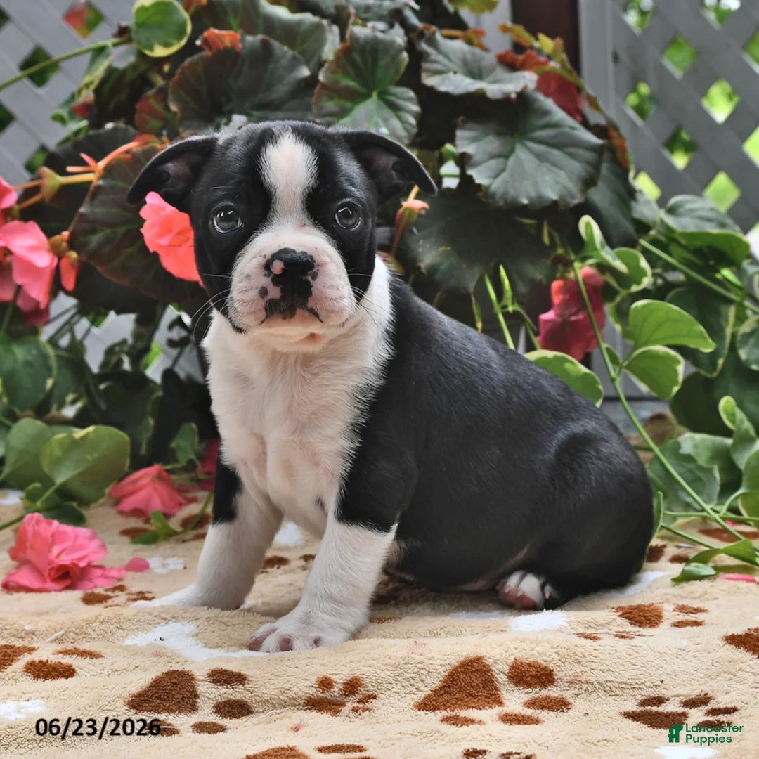 Boston Terrier dogs for sale: Leroy - Ad 1
