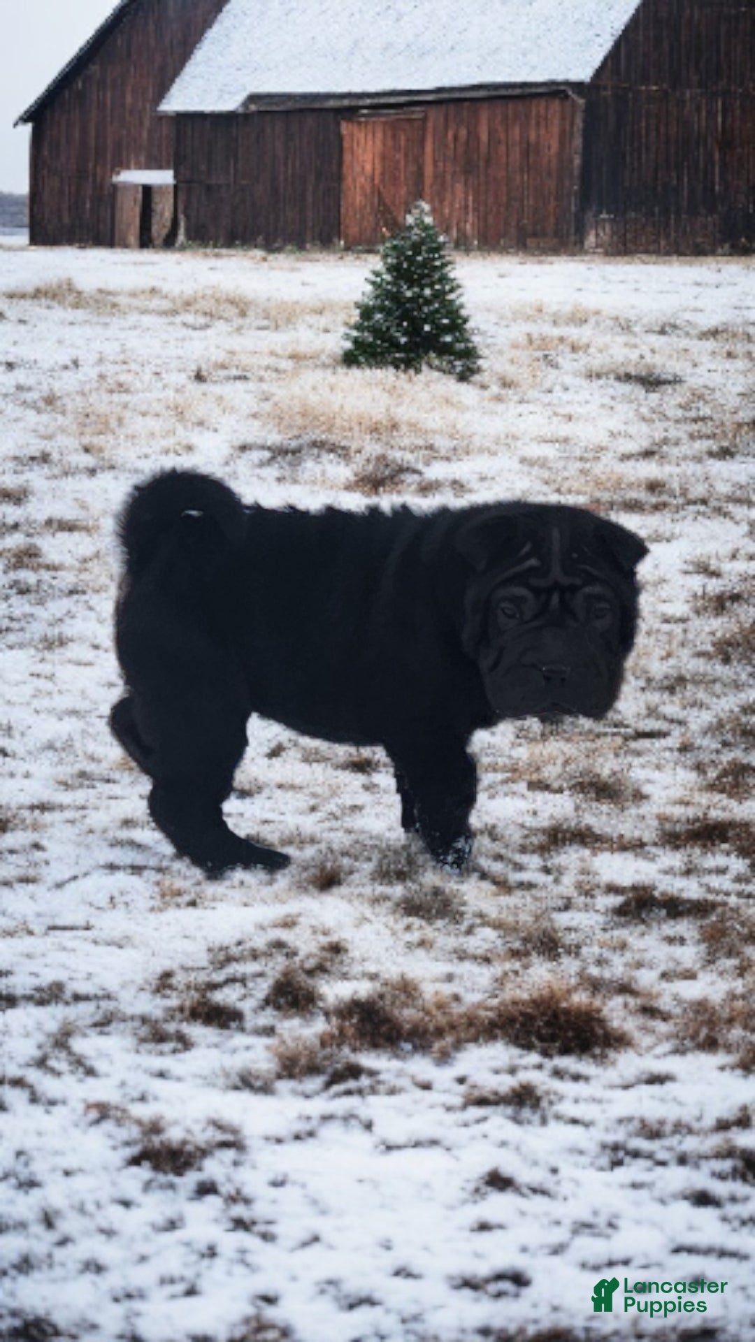 Shar Pei dogs for sale: Ebony mini  - Ad 9