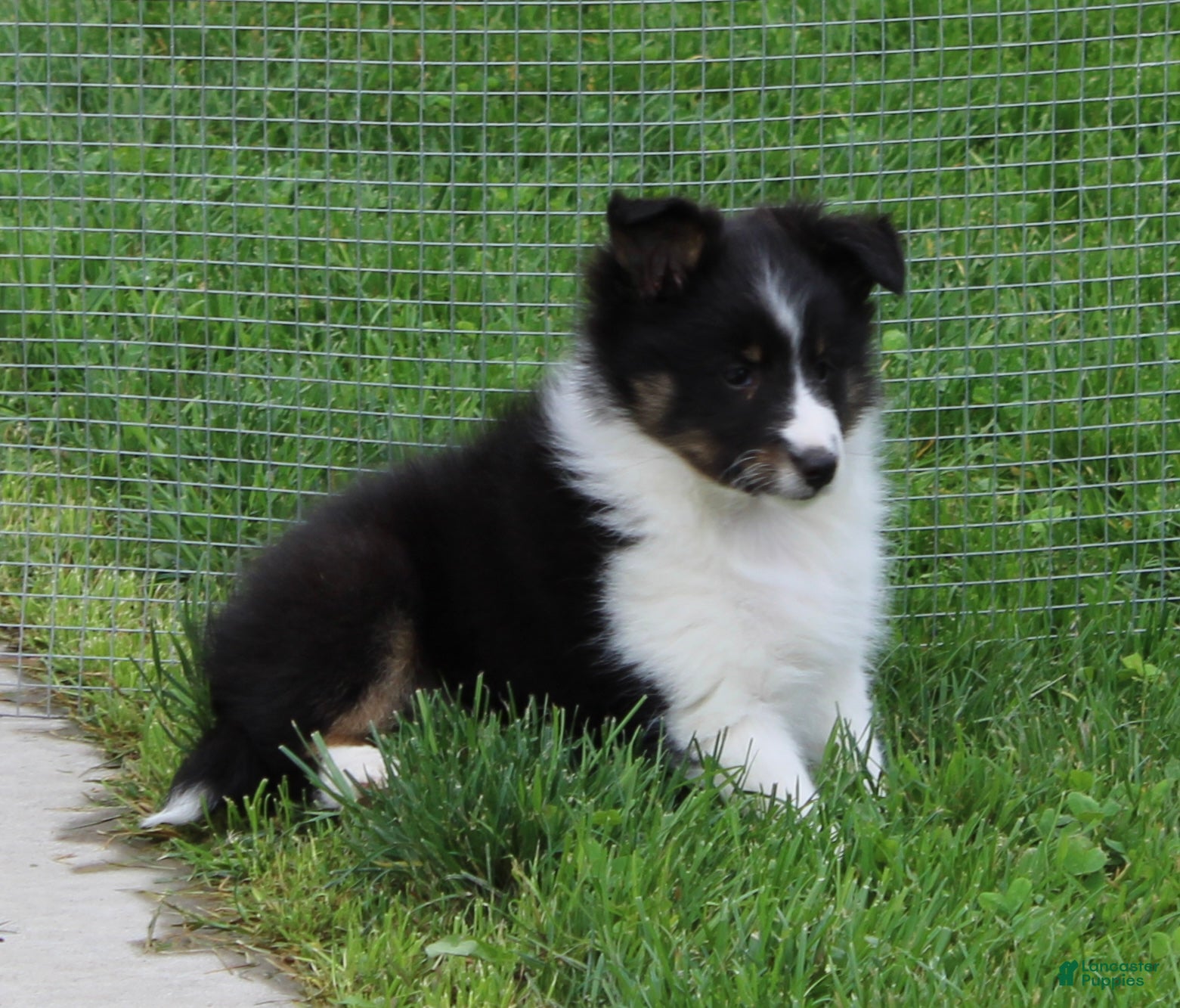 Shetland Sheepdog dogs Blake Shetland Sheepdog Puppy  - Ad 2