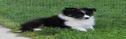 Shetland Sheepdog dogs for sale: Blake Shetland Sheepdog Puppy  - Ad 2