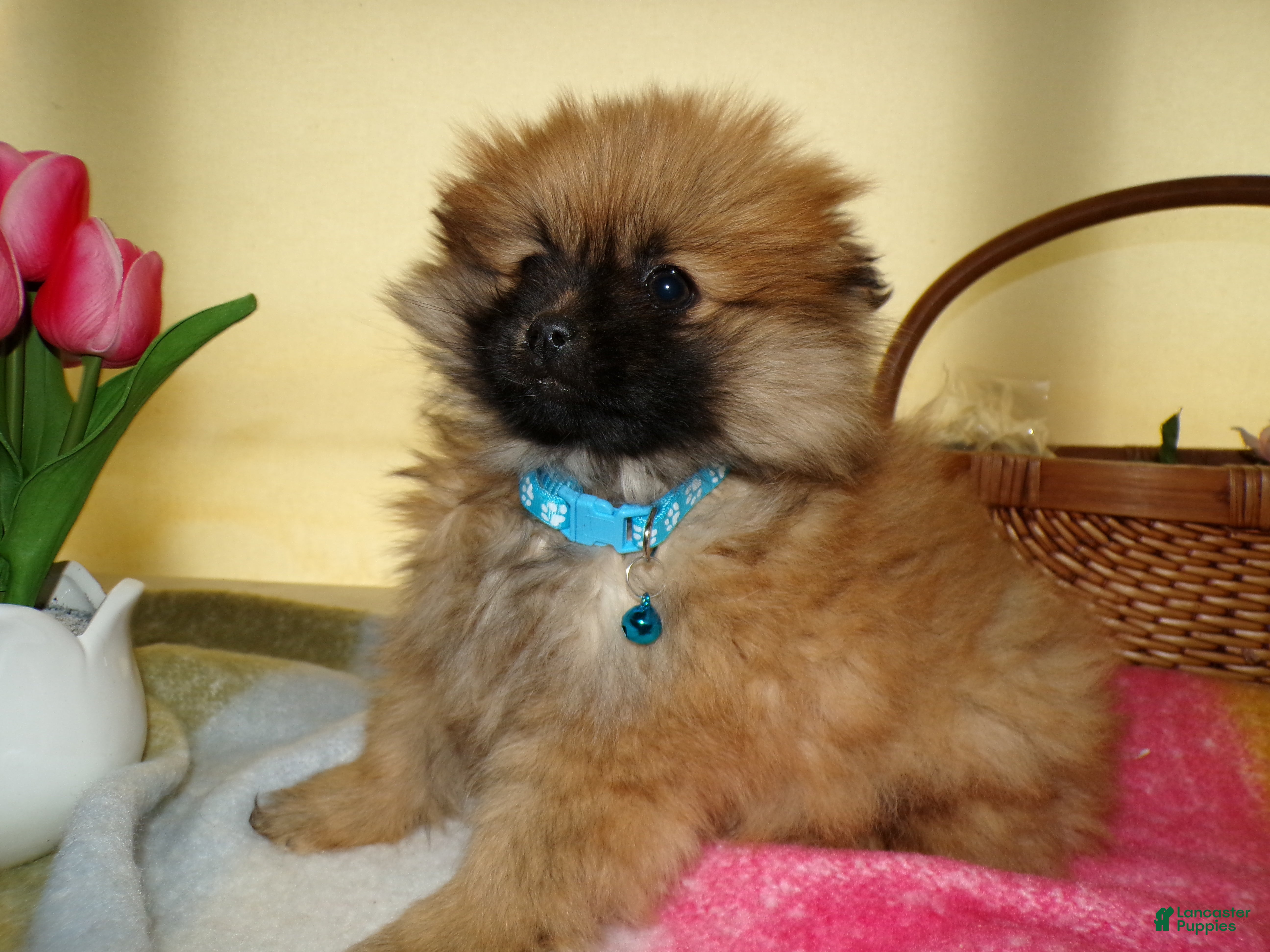 Pomeranian dogs for sale: Pomeranian Puppy 3 Celeste - Ad 3