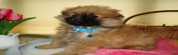 Pomeranian dogs for sale: Pomeranian Puppy 3 Celeste - Ad 1