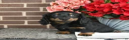 Miniature Dachshund dogs for sale: Teddy  - Ad 3