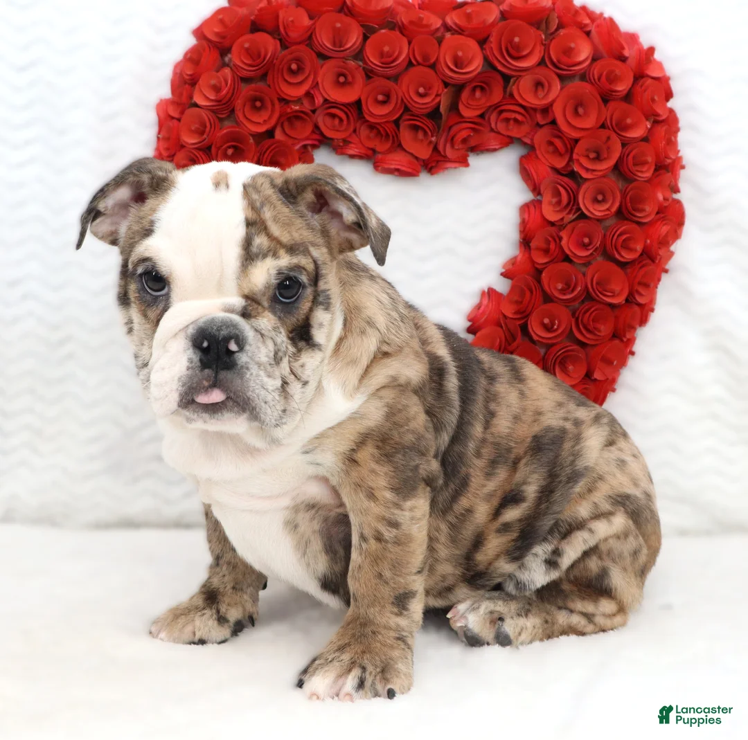 English Bulldog dogs for sale: Lola - Ad 2