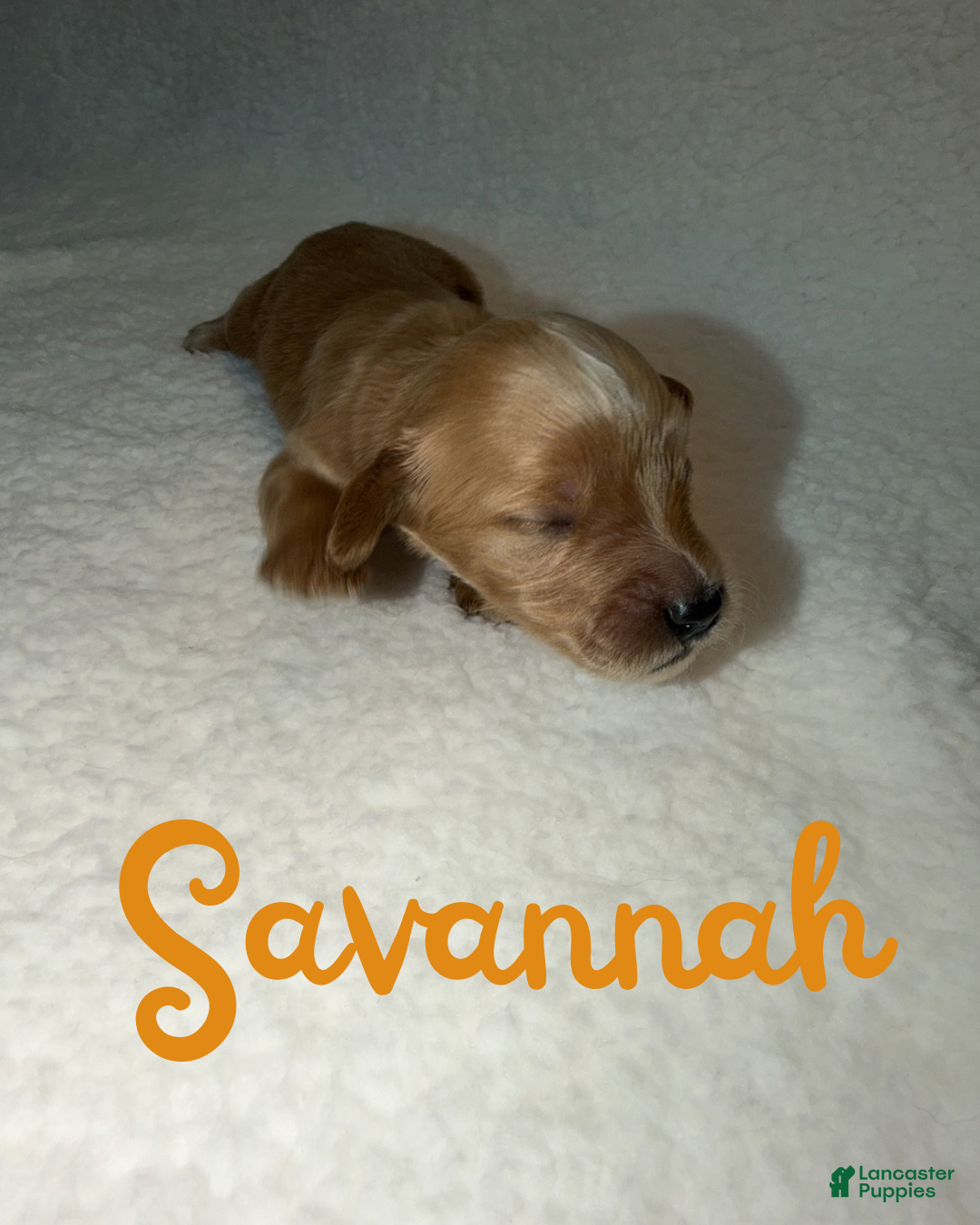 Goldendoodle dogs Savannah - Ad 3