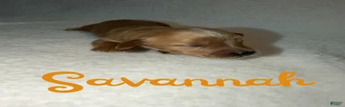 Savannah