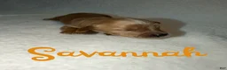 Goldendoodle dogs for sale: Savannah - Ad 1