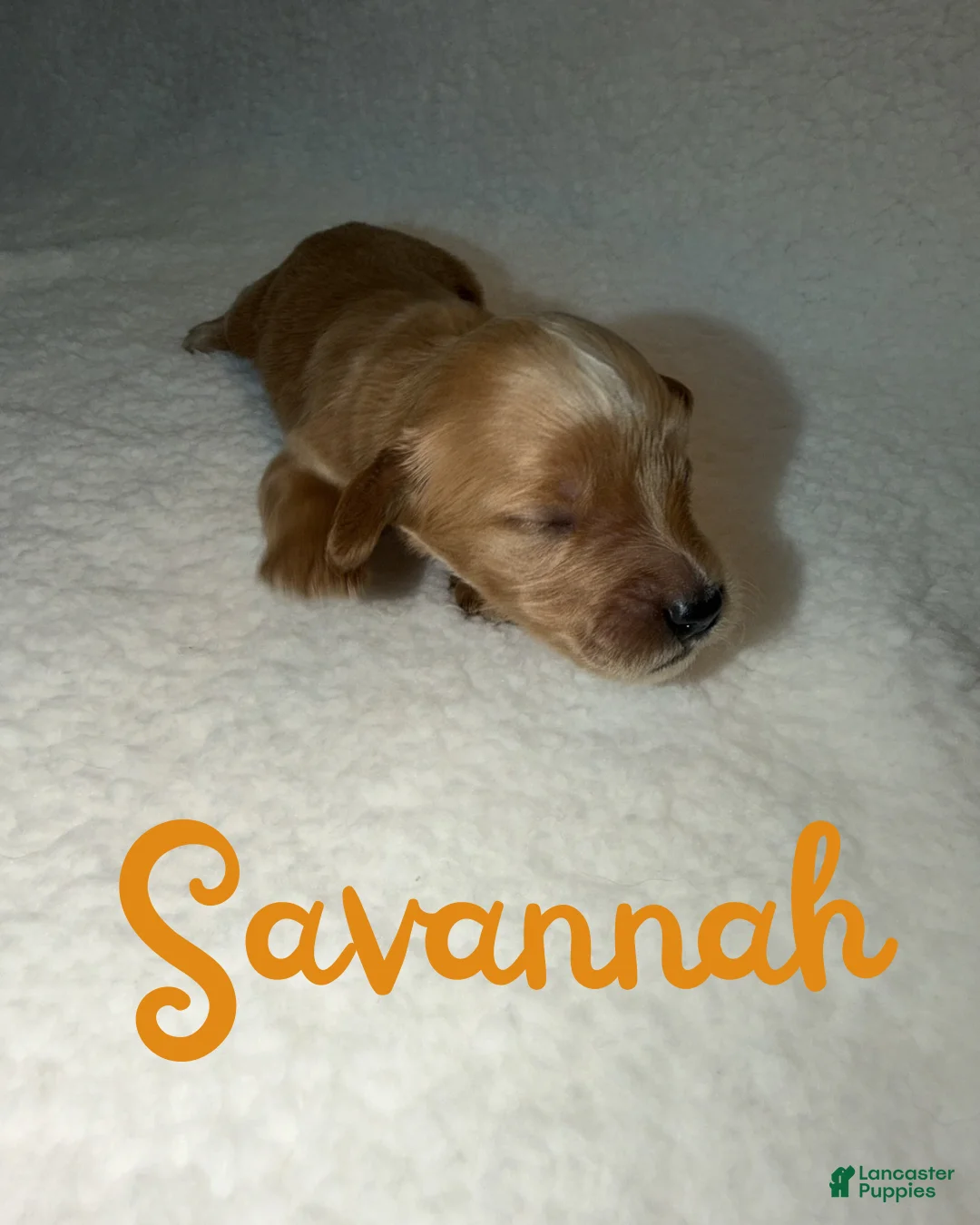 Goldendoodle dogs for sale: Savannah - Ad 1