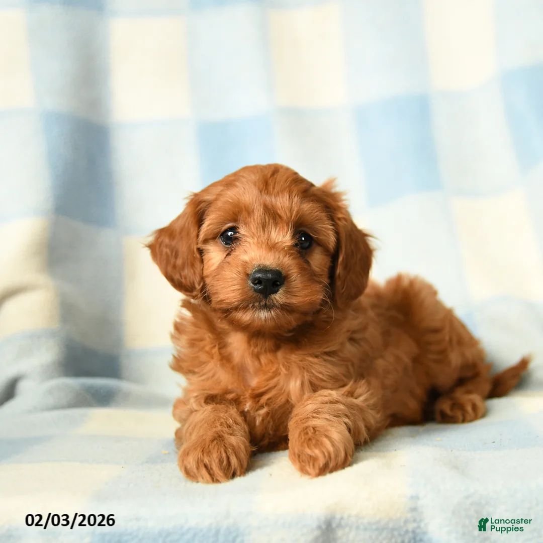 Cavapoo dogs for sale: Chaos - Ad 1