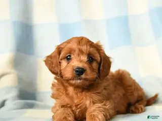 Cavapoo dogs Chaos - Ad 6