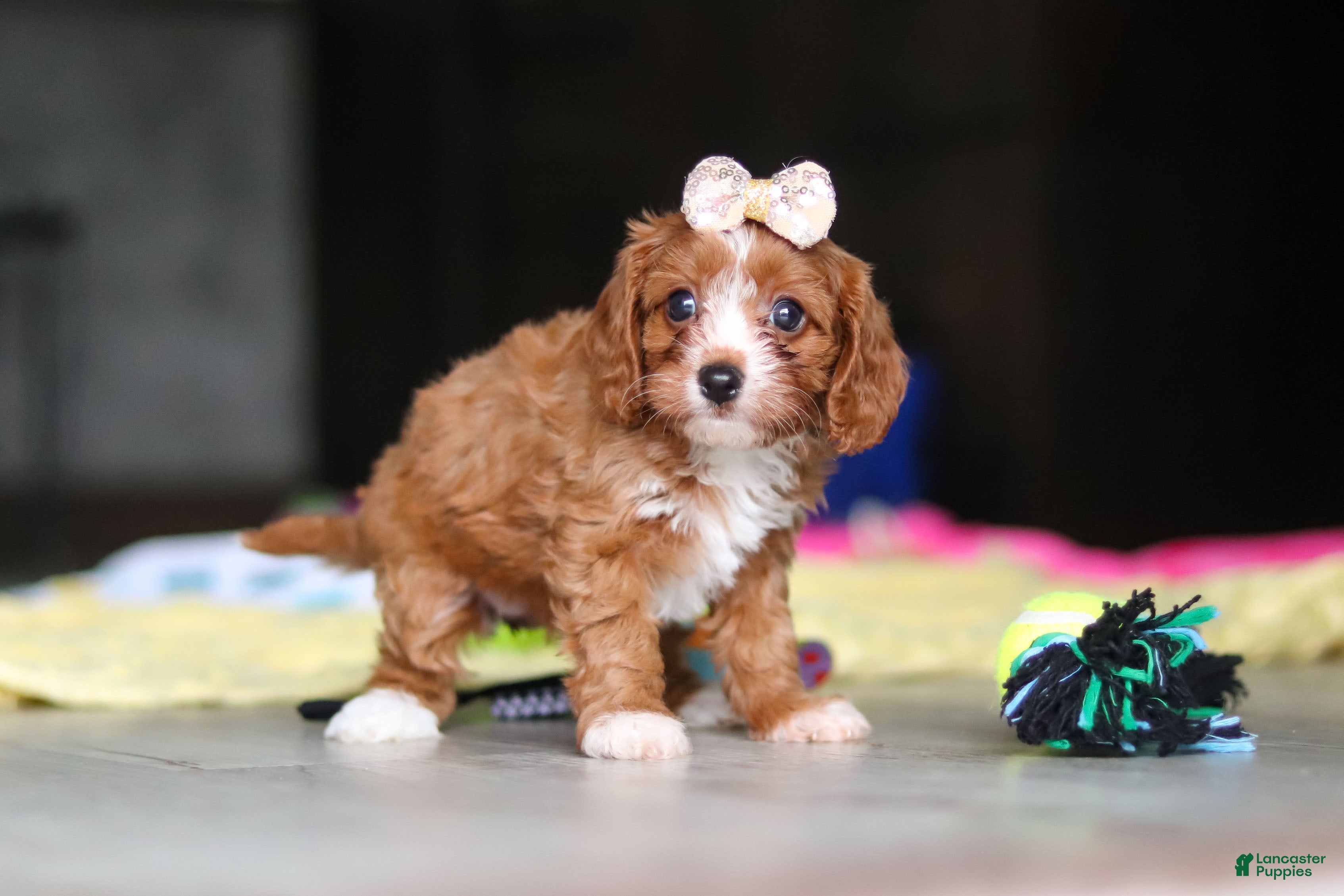 Cavapoo dogs Dolly - Ad 1