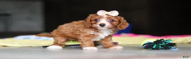 Dolly
