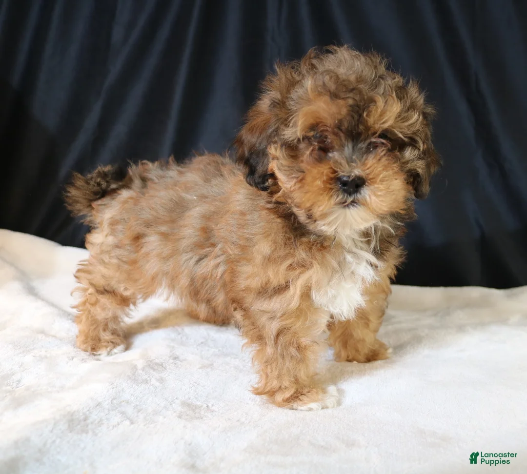 Shihpoo dogs for sale: Chloe - Ad 6