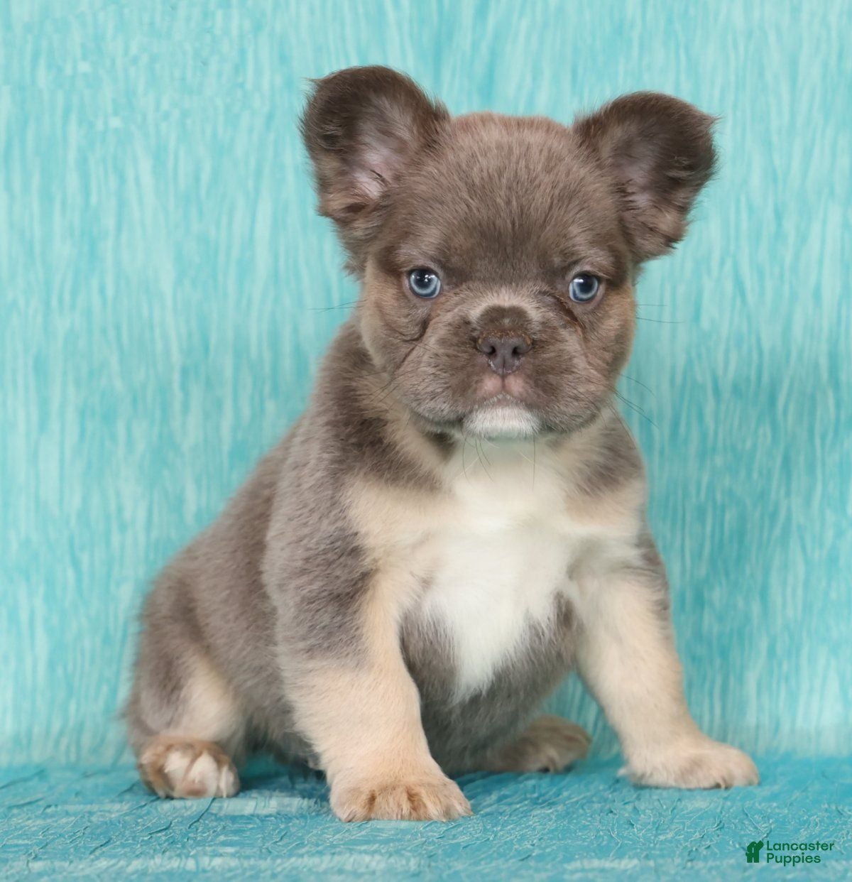 French Bulldog dogs Alex Fluffy Lilac and Tan  - Ad 2