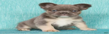 Alex Fluffy Lilac and Tan 