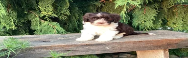 Roscoe