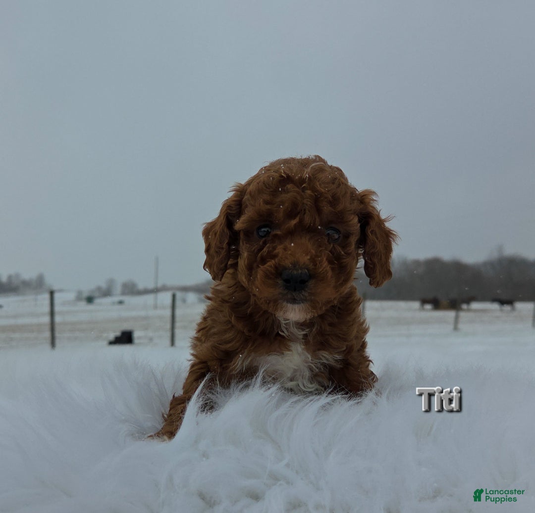 Miniature Poodle dogs for sale: Titi - Ad 7