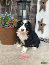 Mini Bernedoodle dogs Skye - Ad 1