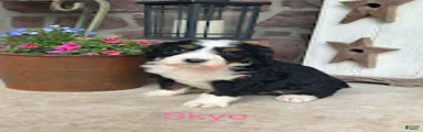 Skye