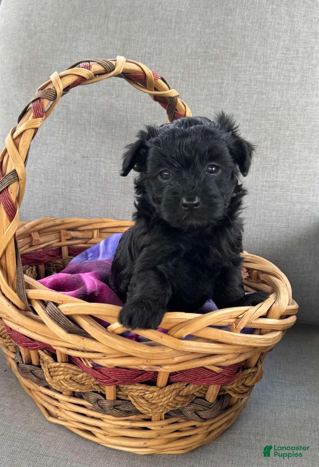 Maltipoo dogs for sale: Maltipoo Puppy 2 - Ad 1