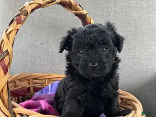 Maltipoo dogs Maltipoo Puppy 2 - Ad 9