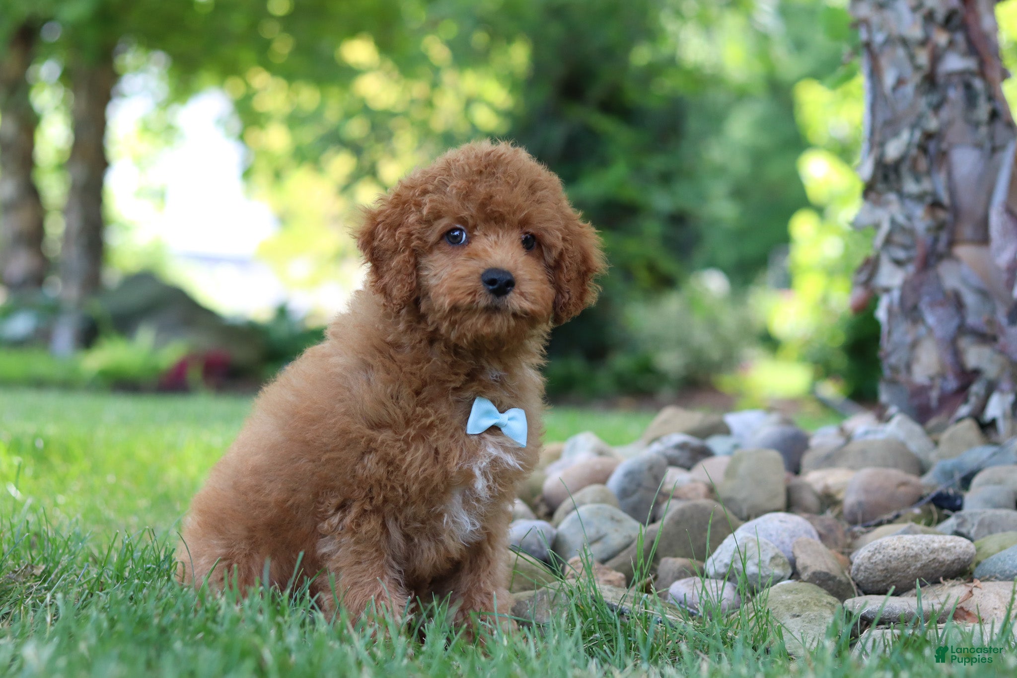 Cavapoo dogs Tucker - Ad 2