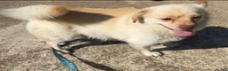 Pomsky dogs for sale: Pomsky 5 - Ad 8