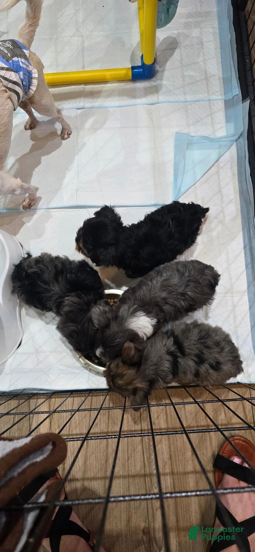 Yorkshire Terrier dogs for sale: 🧸 BEAR XS BABY-DOLL FACE - Ad 10