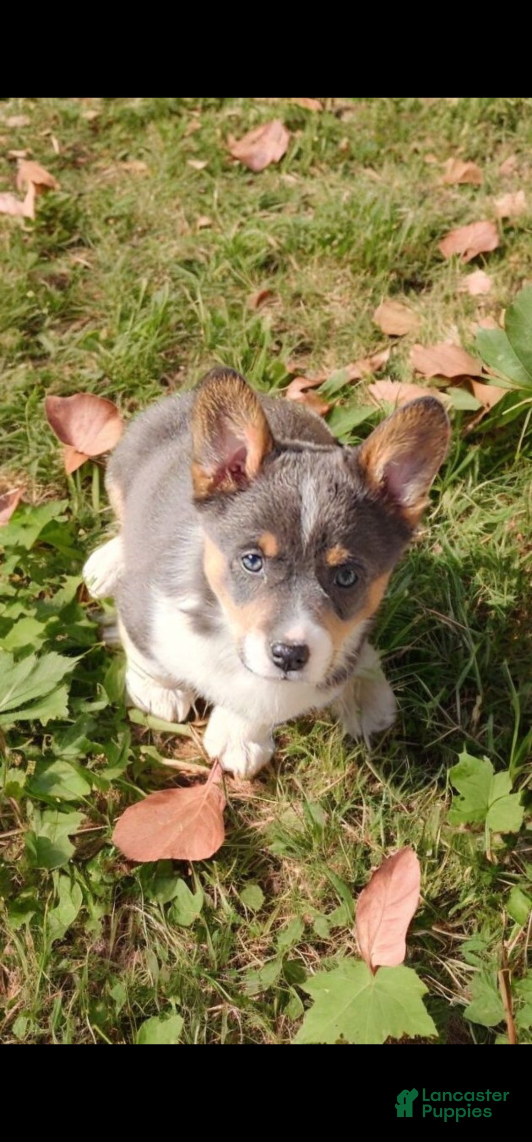 Welsh Corgi Pembroke dogs for sale: Alexa Bluie - Ad 22