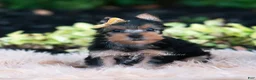 Yorkshire Terrier dogs for sale: Momo - Ad 3