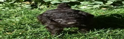 Standard Poodle dogs for sale: Standard Poodle 6 Dark Brown - Ad 12