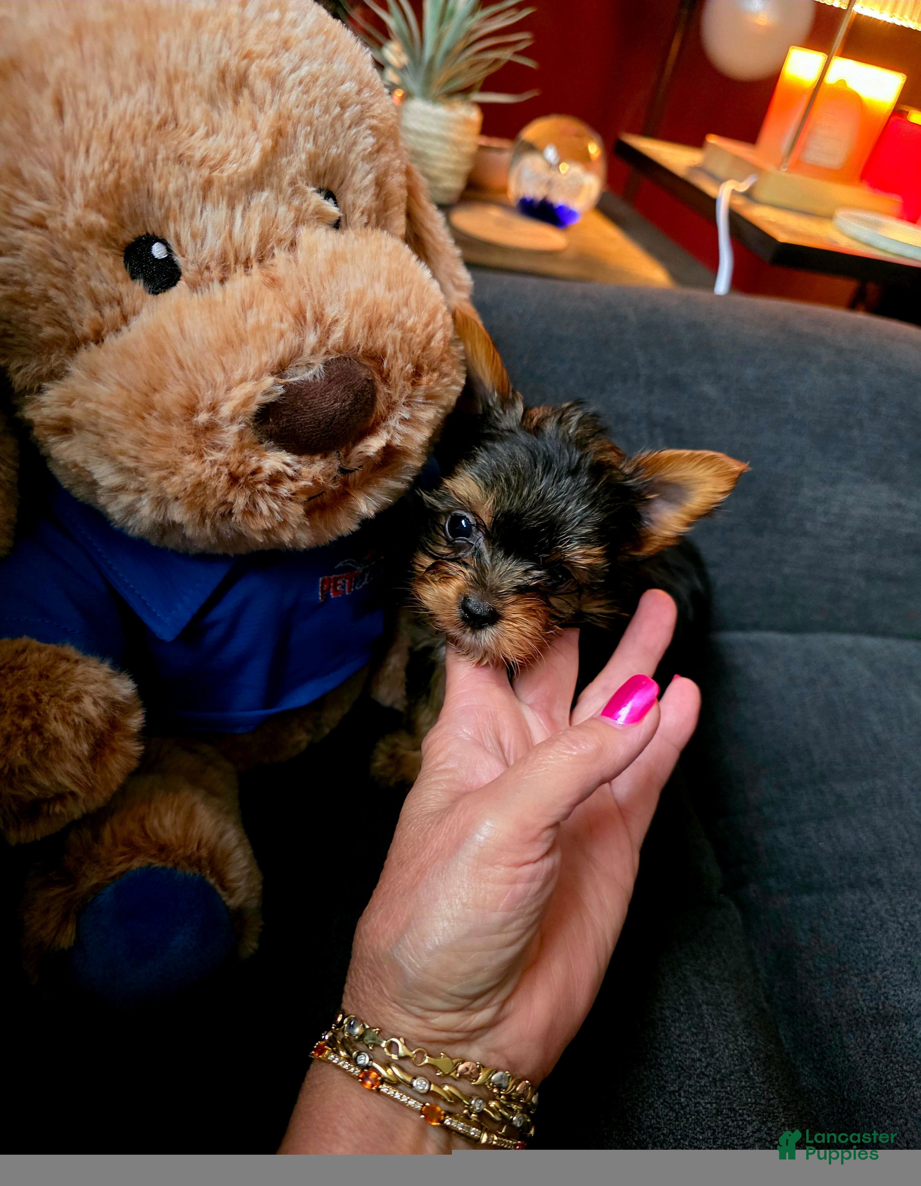 Yorkshire Terrier dogs AKC MIDNIGHT (Teacup) - Ad 1