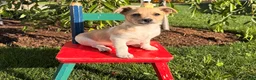 Jack Russell Terrier dogs for sale: Twinkle  - Ad 4