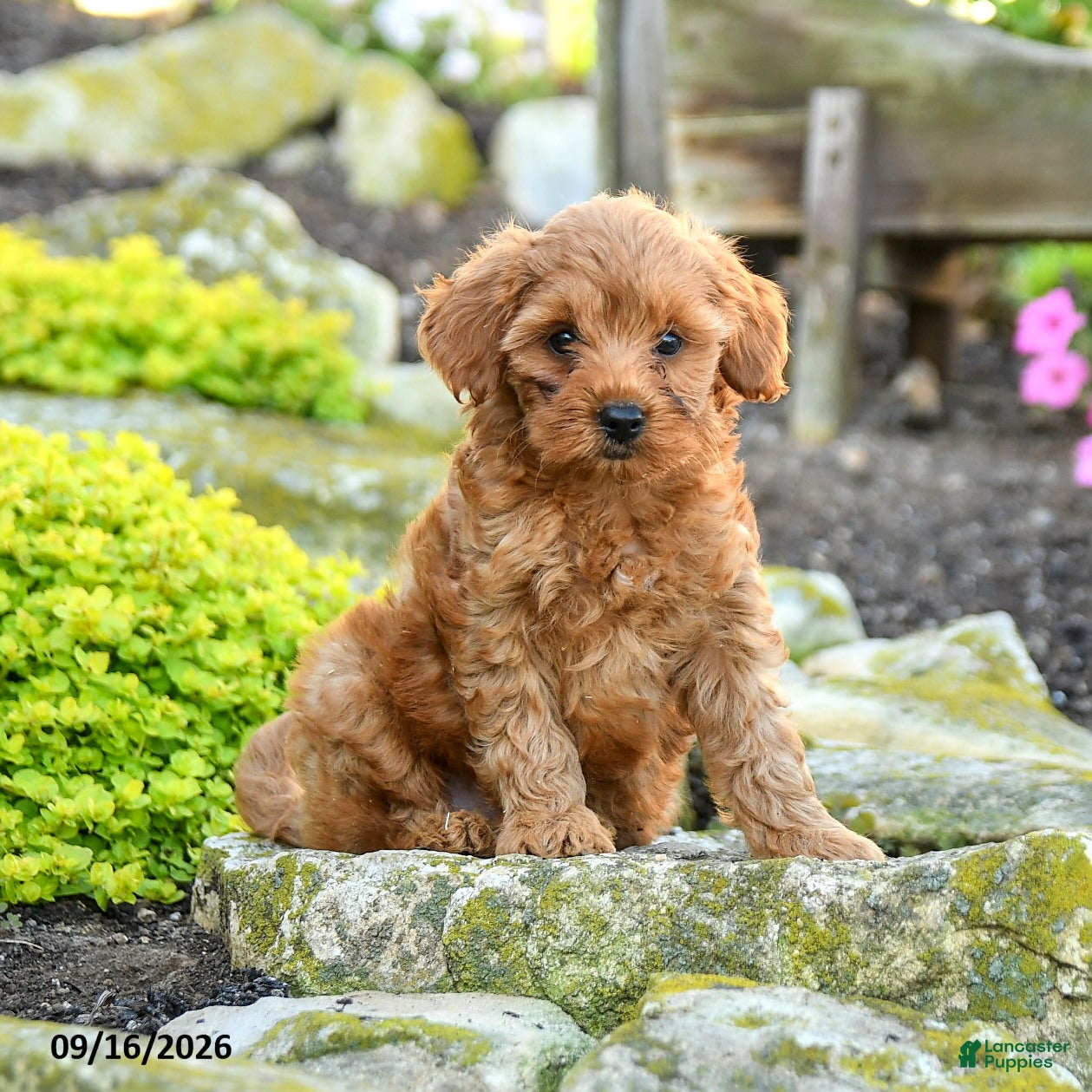 Miniature Poodle dogs Tucker - Ad 1