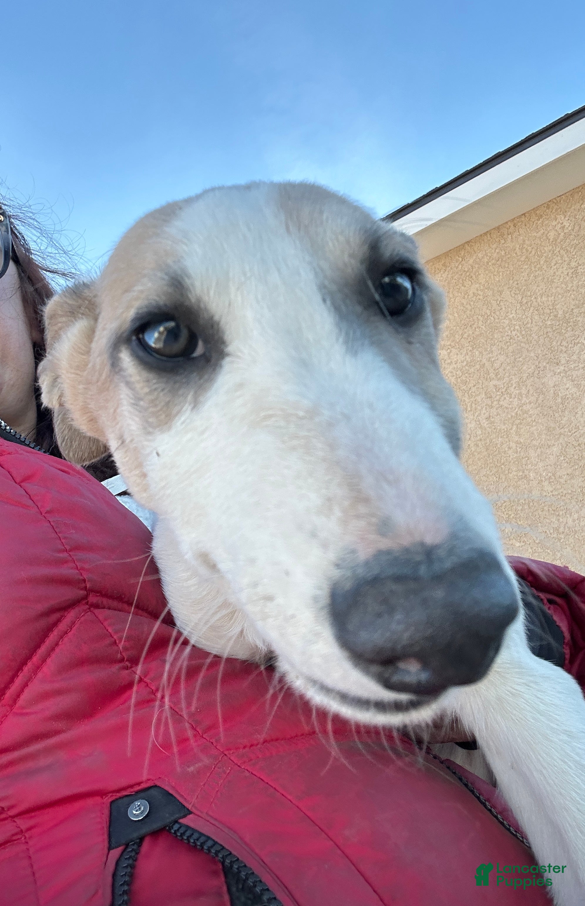 Mixed Breed dogs Journey - Ad 27