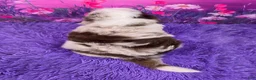 Mini Sheepadoodle dogs for sale: Snickers - Ad 4
