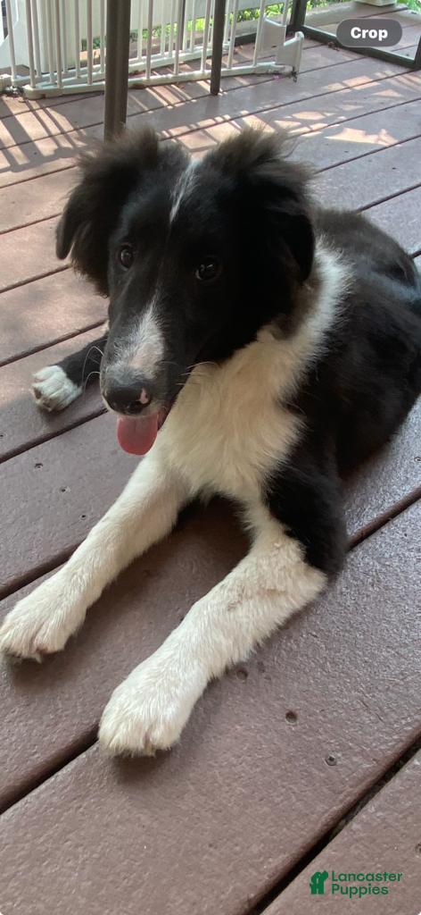Shetland Sheepdog dogs Brewster - Ad 2