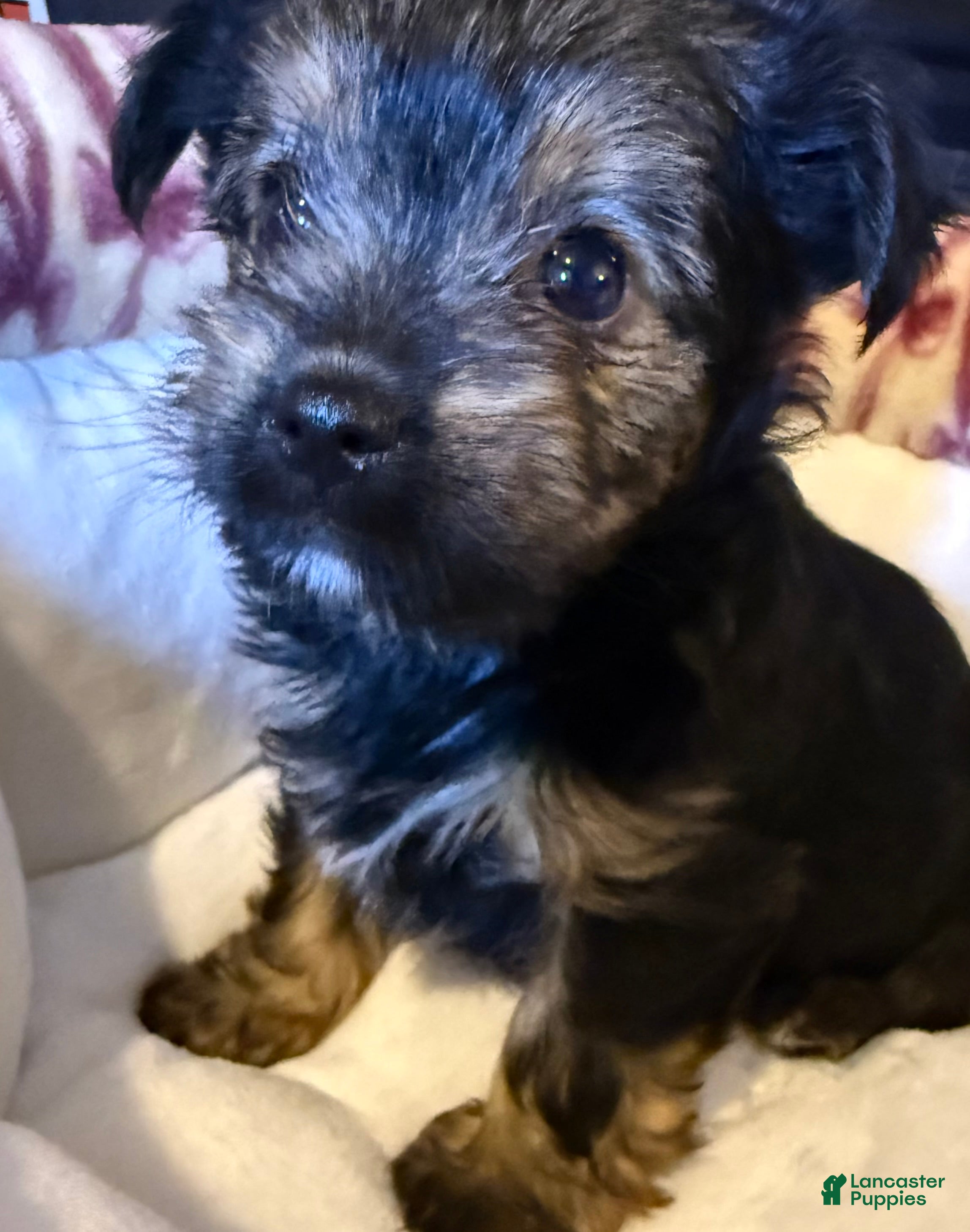 Yorkshire Terrier dogs Eclipse  - Ad 2