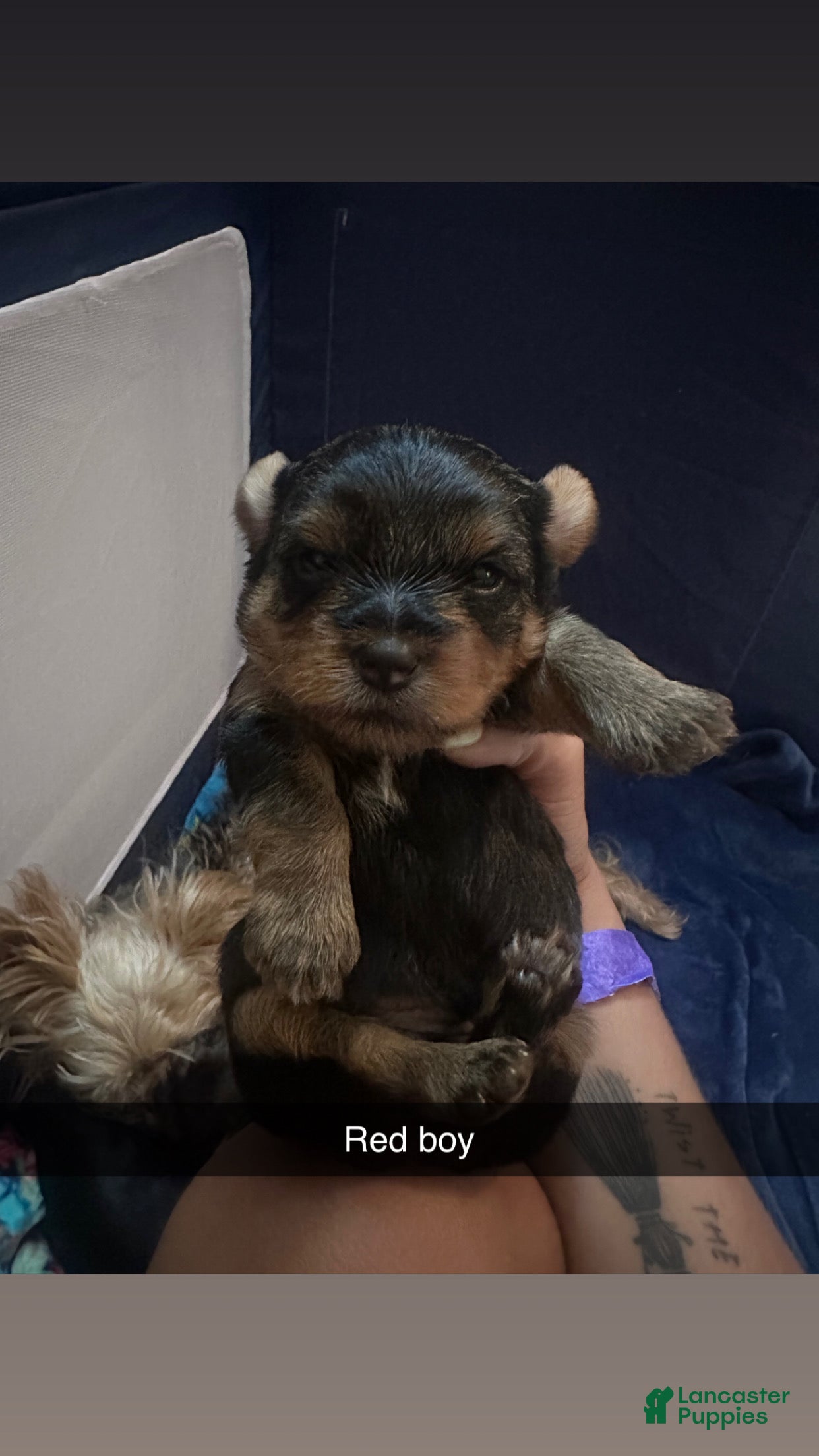 Yorkshire Terrier Puppy 2