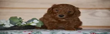 Scottie